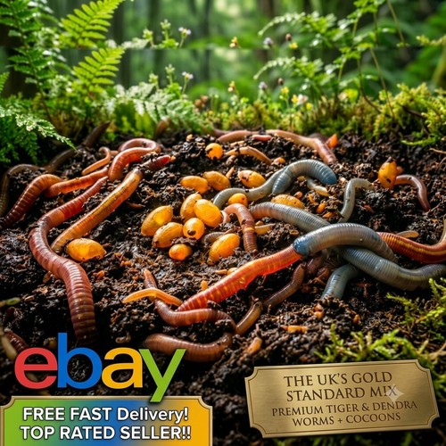 Live worm eggs cocoons - eggs,