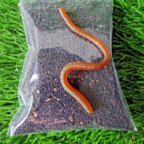 Organic worm castings 20g - organic,